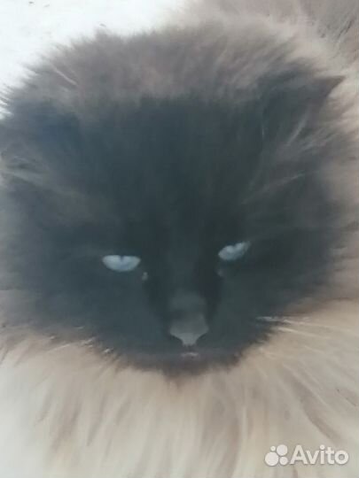 Тайские котята