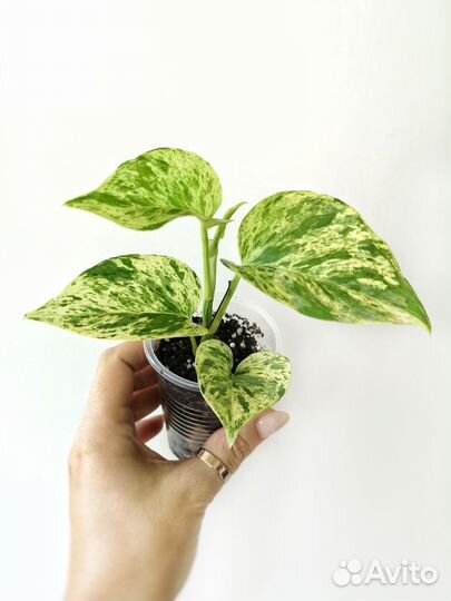 Ампельные растения