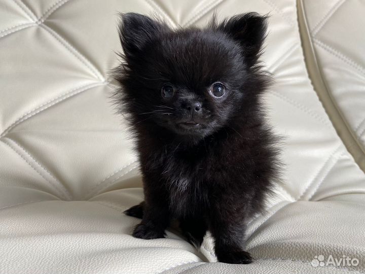 Продам щенка шпица