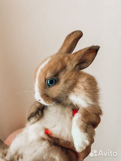 Мини карликовый кролик - самый ручной и добрый