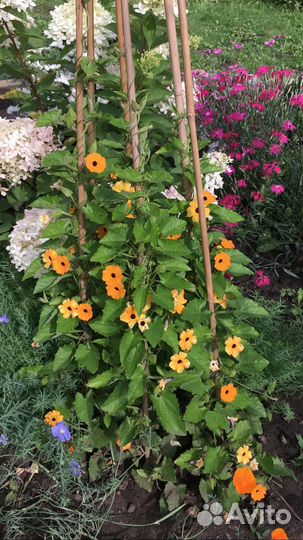 Цветы для сада и дома