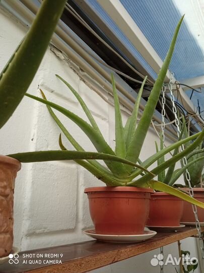 Алоэ Вера -аптека в вашем доме