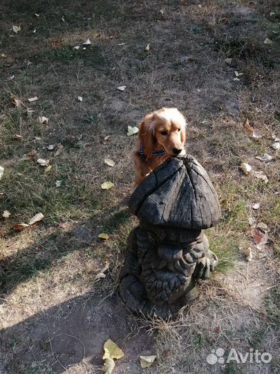 Собаки кокер спаниель