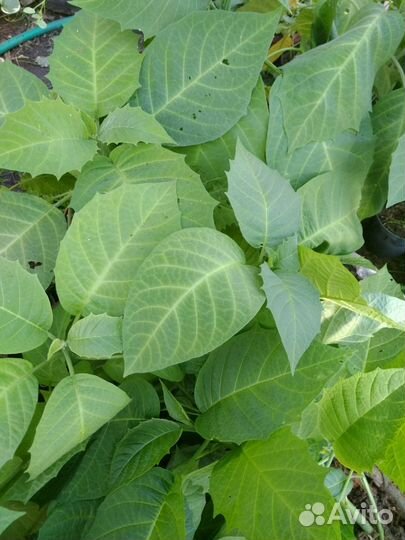 Бругмансия