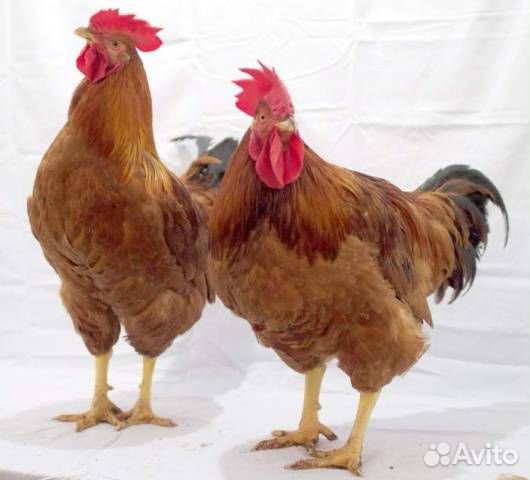 Красный Петух Редбро (Красное мясо)