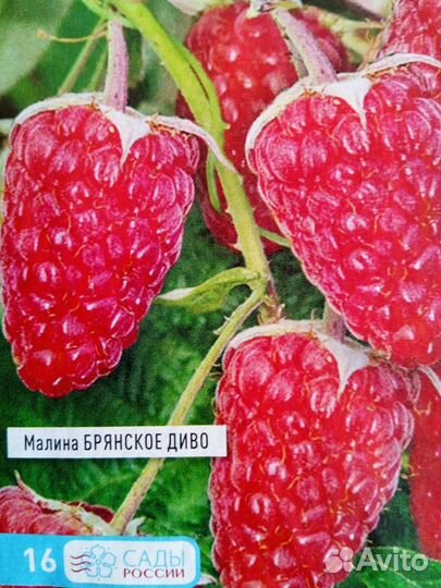 Рассада малины