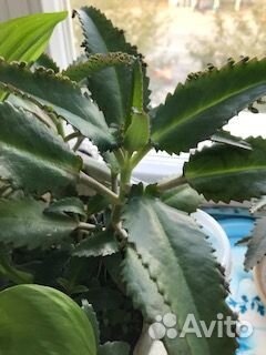 Каланхое-лечебное