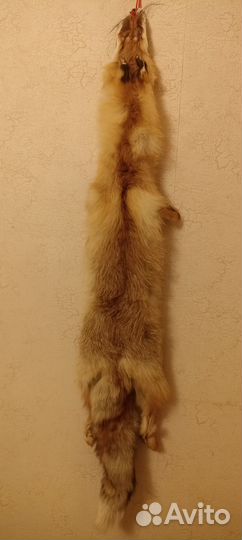 Шкурка рыжей лисы