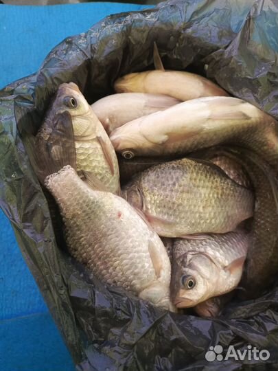 Свежая рыба