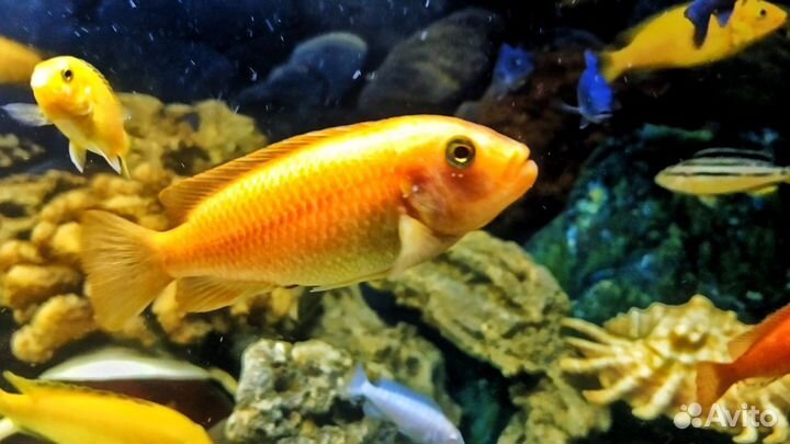 Малавийские цихлиды красная зебра