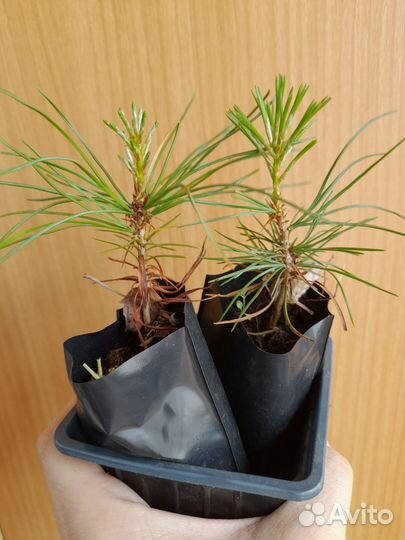 Кедр корейский саженцы сосны кедровой