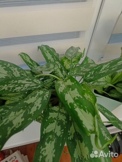 Аглаонема сильвер кинг