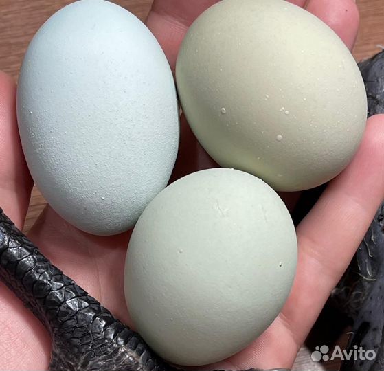 Инкубационное яйцо