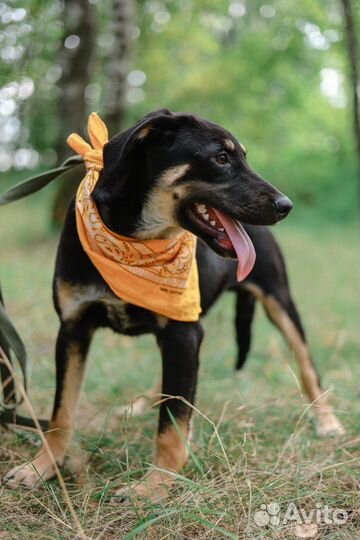 Джеймс Бонд в приюте для собак