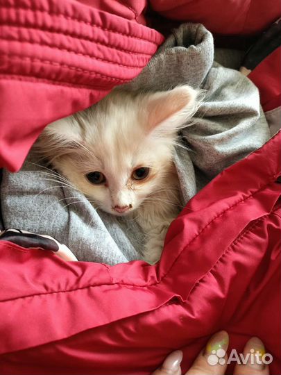 Кошка в дар