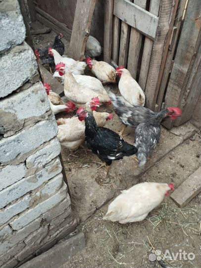 Питух черный