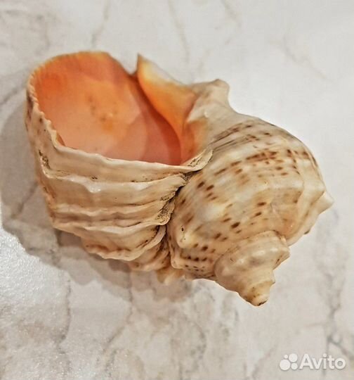 Продаю рапаны