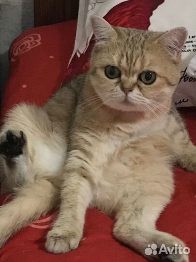 Кошка золотая шиншилла