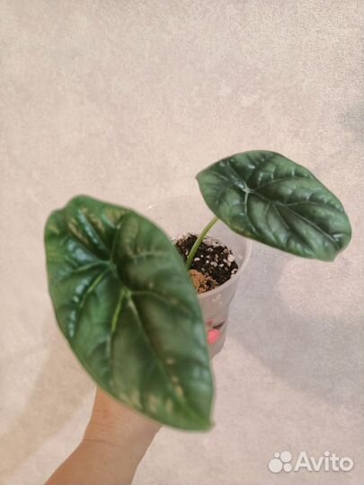 Алоказии, подростки