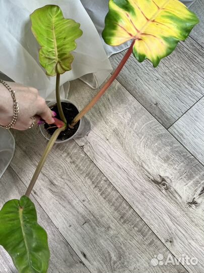 Филодендроны,монстеры