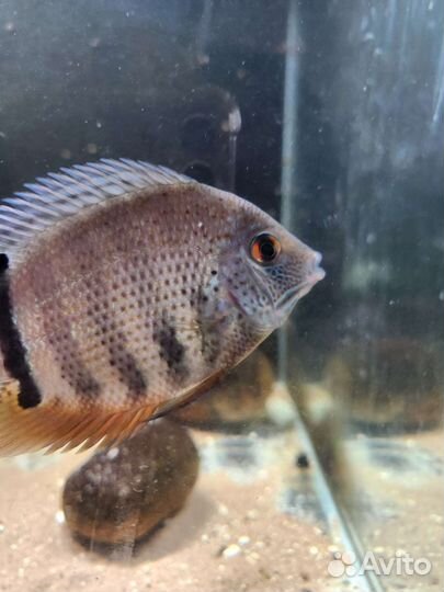 Рыбы Северум