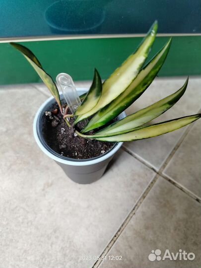 Хойи разные