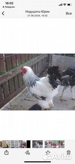 Инкубационное яйцо брама колумбийская в наличии