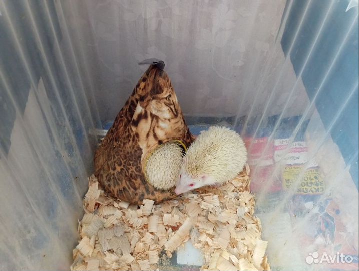 Белые декоративные ежики. Взрослая пара