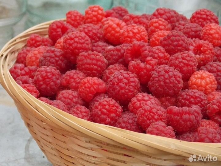 Саженцы малины Красная Королева