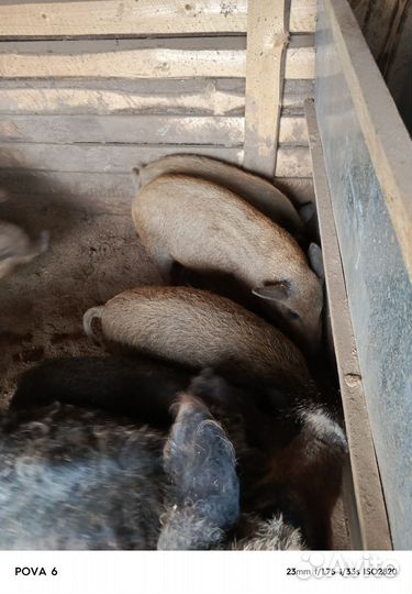 Поросята Венгерская Мангалица