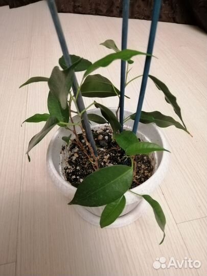 Фикус бенджамина Даниэль