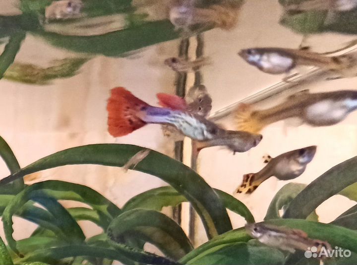 Рыбки гуппи