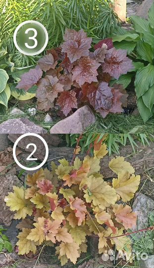 Лилия, ирисы, гейхеры, хосты