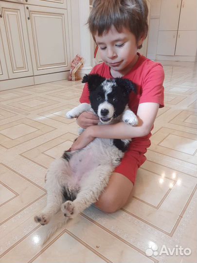 Щенки 2мес Почти Бордер-Колли)