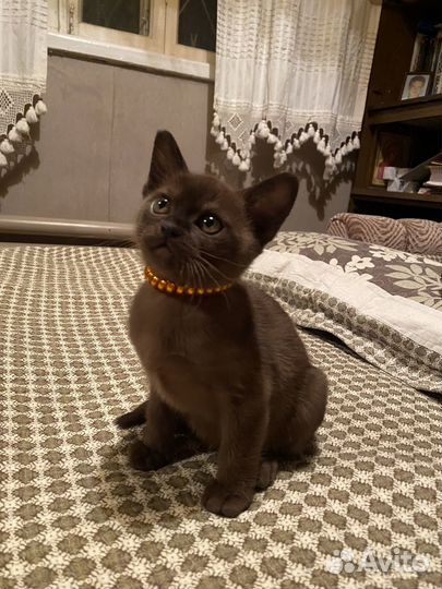 Бурманская кошечка