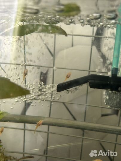 Сомики анциструсы мальки