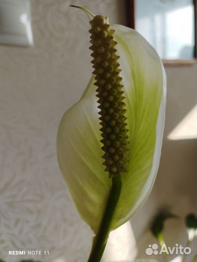 Цветущий спатифиллум. женское счастье