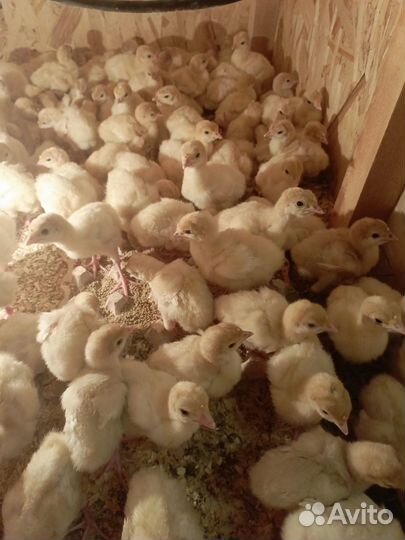 Индюшата Биг 6 и конвектор