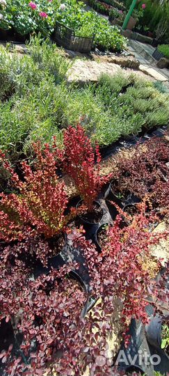 Клематис барбарис буддлея Давида саженцы