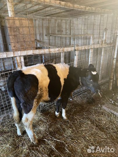 Телка 5 месяцев