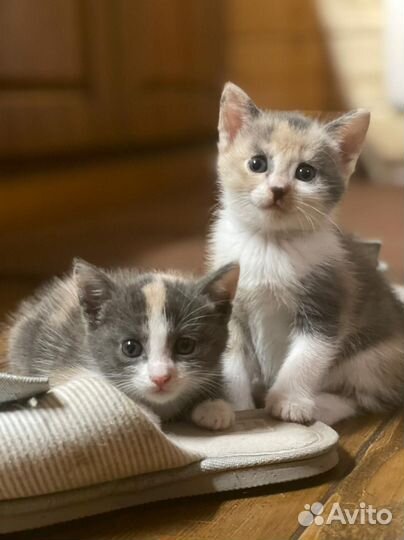 Котята- Турецкая ангора