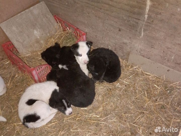 Щенки хаски