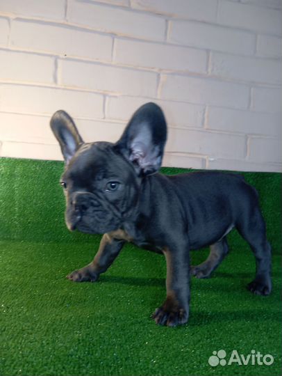 Французский бульдог щенки голубые, голубопалевые