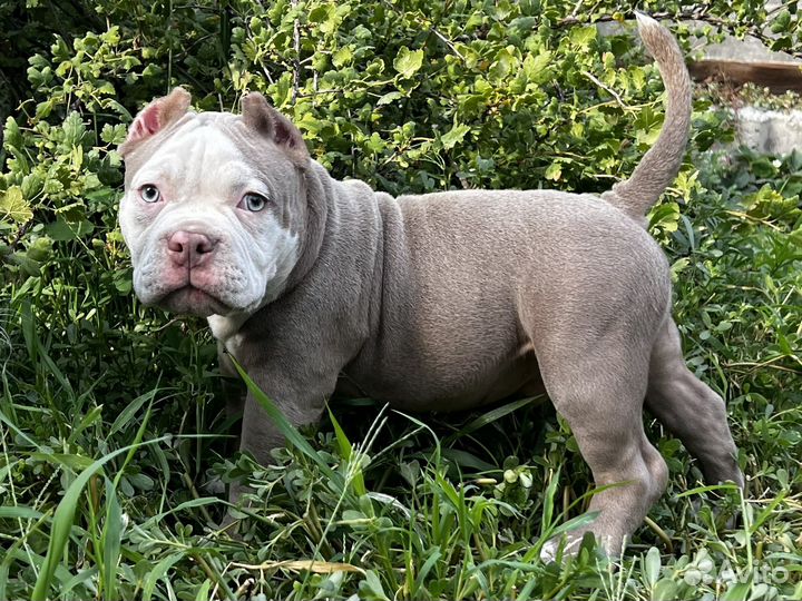 Американский булли