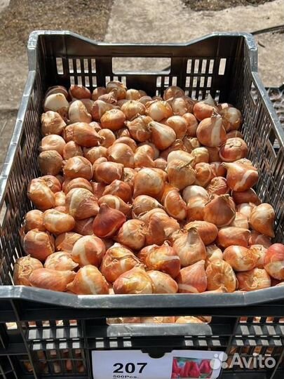 Луковицы тюльпанов оптом