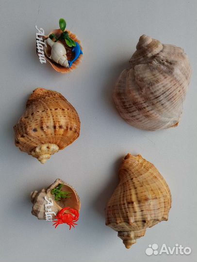 Ракушка, магнит, сувенир 5 шт