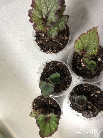 Декоративно-лиственные бегонии