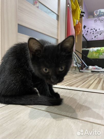 Луна ищет себе хозяев