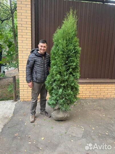 Туя Смарагд 200-220 см