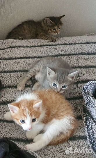 Котенок в дар в хорошие руки